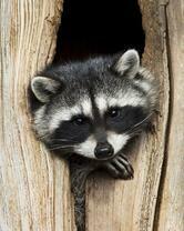 Без бренда «Енот в дупле» в Набережных Челнах