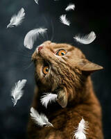 Без бренда «Кот среди перышек» в Набережных Челнах