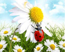 Божья коровка на большом цветке ромашки