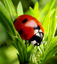Божья коровка на зеленой травке