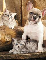 Без бренда «Милый щенок французского бульдога и два котёнка» в Набережных Челнах
