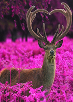 Олень с оригинальными рогами