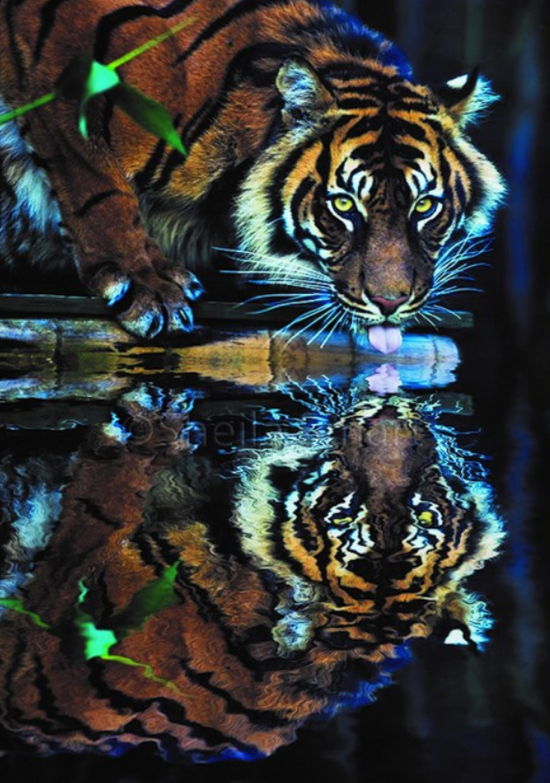 Алмазная мозаика 30x40 Большой тигр у озера