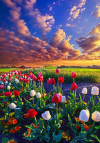 Без бренда «Поле тюльпанов под облачным небом» в Набережных Челнах